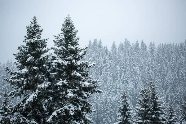 Ett Vackert Vinterlandskap Med Snötäckta Träd Skogen — Stockfoto