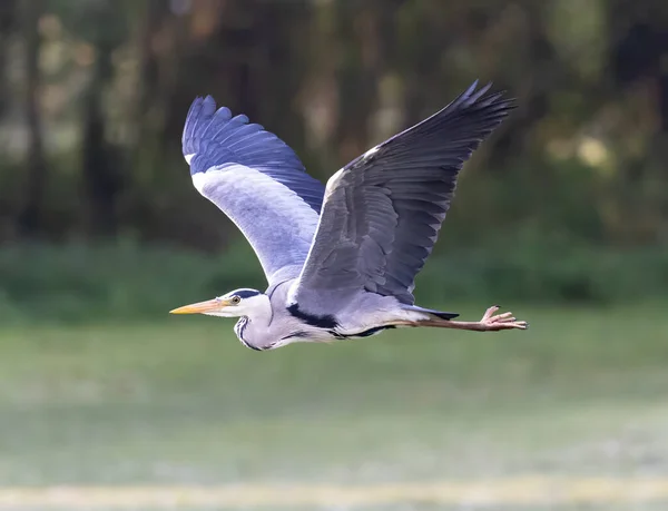 Una Garza Gris Voladora Sobre Fondo Borroso — Foto de Stock