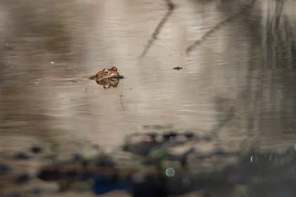Common Toad Bufo Bufo Sticking His Head Out Water — Stock Photo, Image