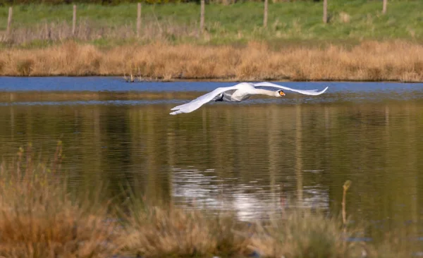 Cerdo Blanco Volando Sobre Estanque — Foto de Stock