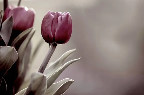 Eine Schöne Selektive Aufnahme Einer Roten Tulpe Mit Weichen Schönen — Stockfoto