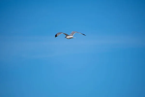 Mås Som Flyger Blå Himmel — Stockfoto