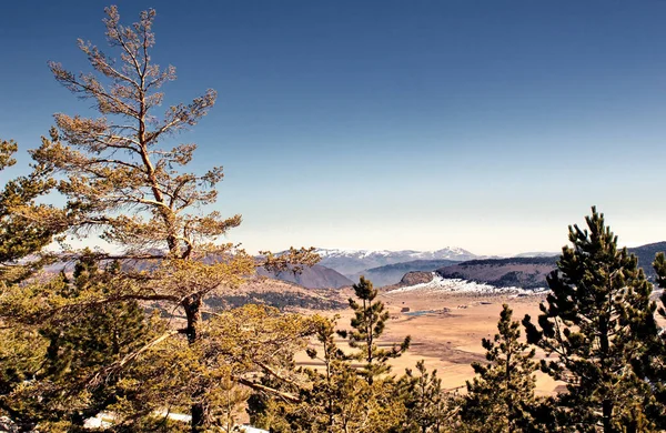 Beau Plan Arbres Sur Une Colline — Photo