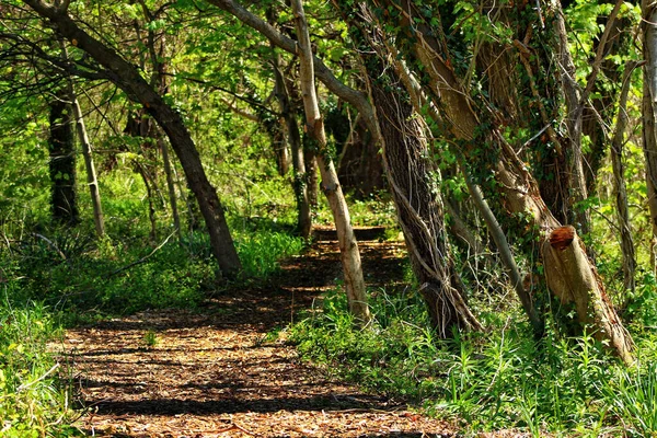 Närbild Skog Med Gröna Träd Och Gräs Solig Dag — Stockfoto