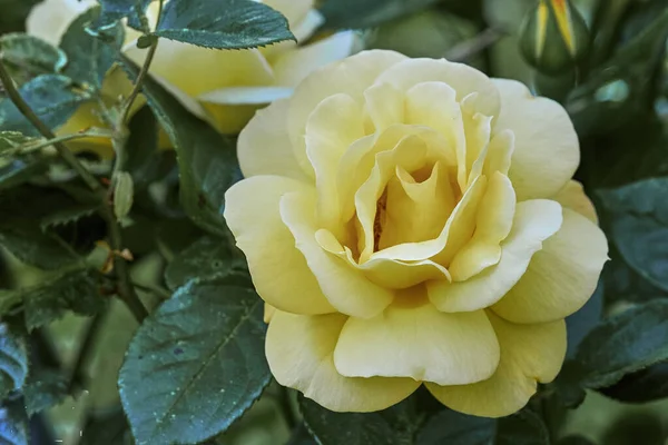 Primer Plano Una Hermosa Rosa Amarilla Jardín Botánico — Foto de Stock