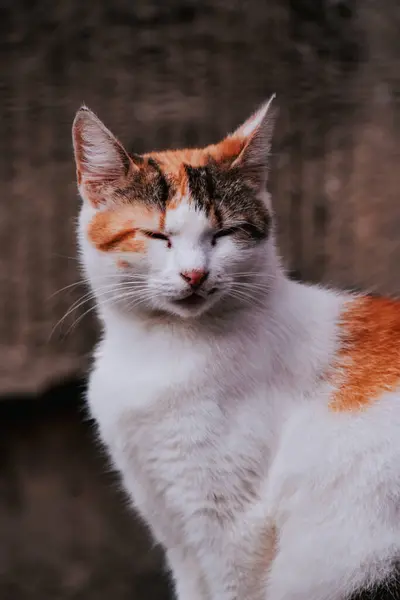 Tiro Vertical Gato Adorable Con Los Ojos Cerrados Jardín —  Fotos de Stock