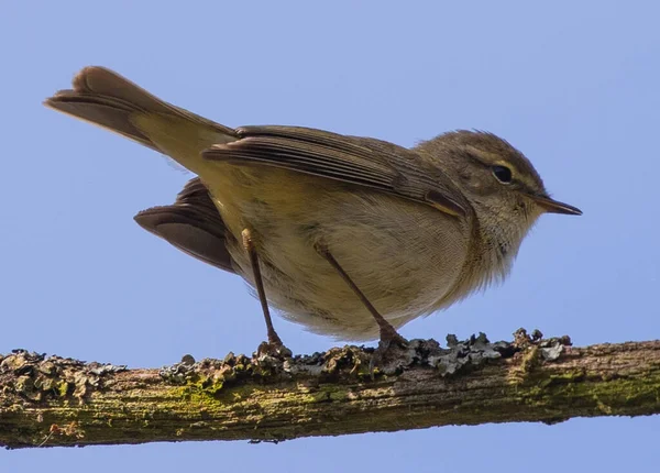 Warbler Perched Tree Branch — Stock Photo, Image