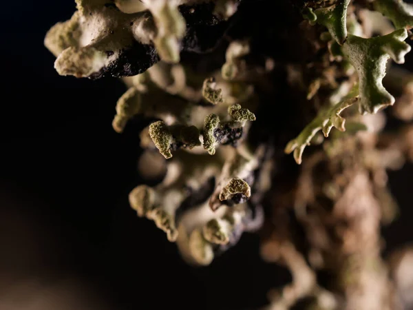 Макрофотографія Рослини Cetraria Chlorophyll Фону Текстур — стокове фото
