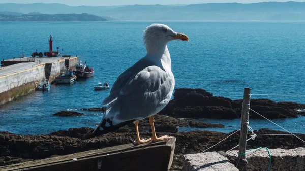 Primo Piano Gabbiano Con Mare Blu Piccolo Porto Sullo Sfondo — Foto Stock