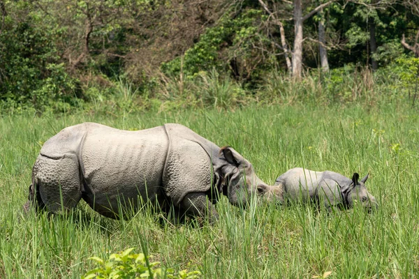 Uma Foto Close Rhinoceros Seu Bebê — Fotografia de Stock
