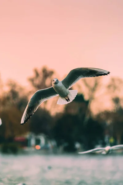 Eine Vertikale Aufnahme Von Möwen Die Bei Sonnenuntergang Über Das — Stockfoto