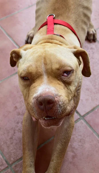 Eine Vertikale Nahaufnahme Eines Niedlichen Amerikanischen Pitbull Terrier Gesichts — Stockfoto