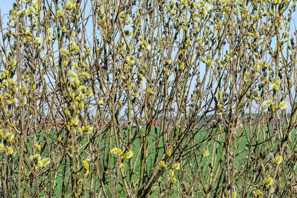 青い空の背景の木の上で柳の花のクローズアップショット — ストック写真