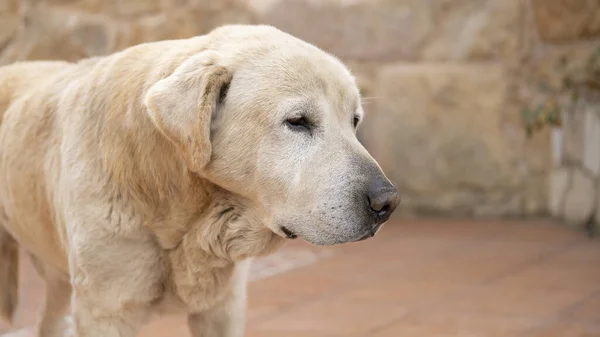 Roztomilý Pes Labrador Retrívr Plemeno Venku — Stock fotografie