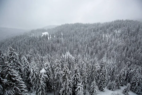 一片美丽的冬季风景 森林里有白雪覆盖的树木 — 图库照片