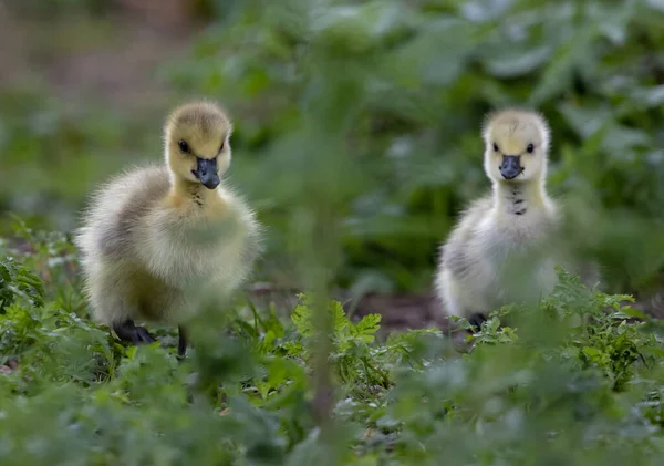 绿色种植园附近有两只可爱的小鸭 — 图库照片