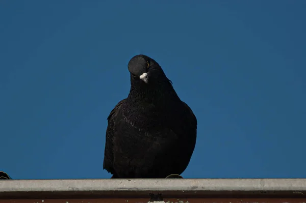 Een Closeup Shot Van Een Neergestreken Zwarte Voorraad Duif Een — Stockfoto