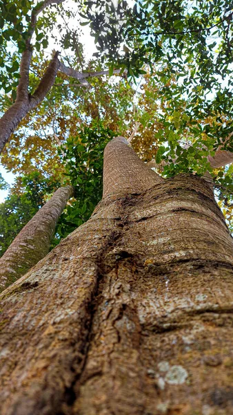 Вертикальный Низкоугольный Снимок Высокого Дерева Пышными Зелеными Листьями Лесу Солнечный — стоковое фото