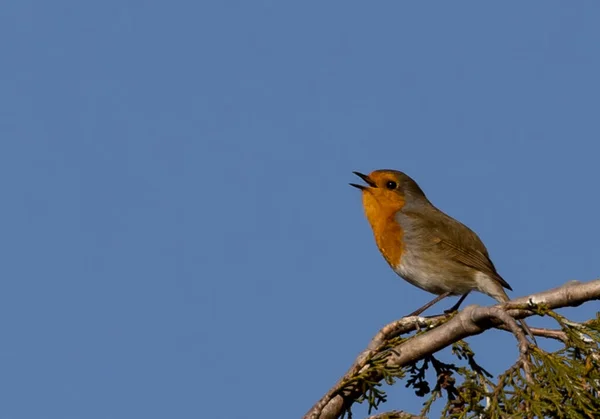 Closeup Shot Old World Flycatcher Bird Perched Branch — Stock Photo, Image