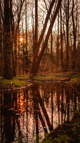 석양에 나무들 반사되어 의작은 연못의 — 스톡 사진