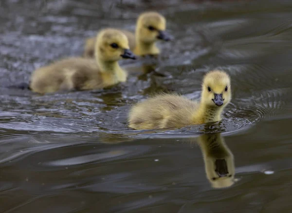 Flock Söta Ankungar Som Simmar Sjö — Stockfoto