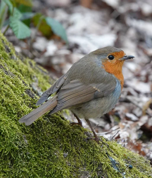 Närbild Fet Europeisk Rödhake Som Står Mossig Trädstam Skogen — Stockfoto