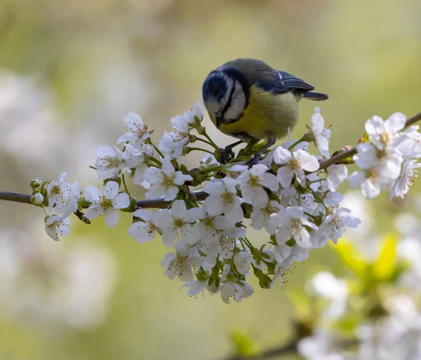 Blue Tit Perched Flowering Tree Branch — ストック写真