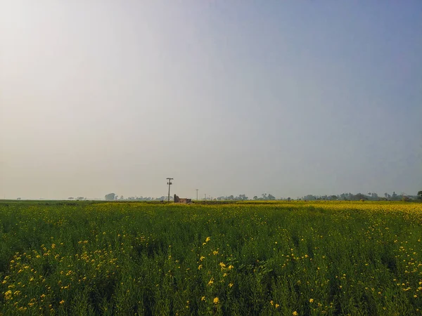 黄色のバターカップの花と緑のフィールドの平和的な風景 — ストック写真