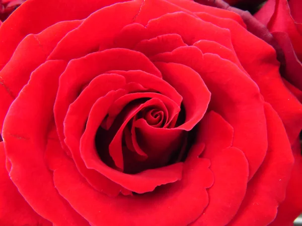 Egy Gyönyörű Vörös Rózsa Virág Kertben — Stock Fotó