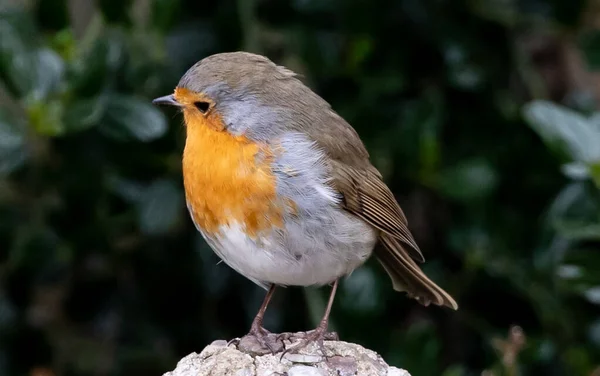 Robin Perched Tree Log — Stock Photo, Image