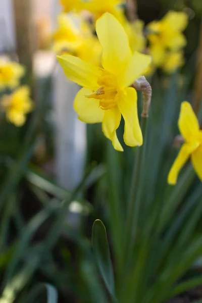Вертикальный Снимок Цветущих Цветов Нарциссов — стоковое фото