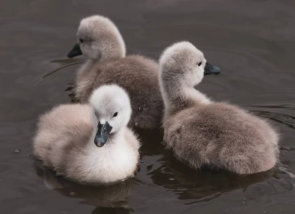 Primer Plano Bebés Cisnes Nadando Lago — Foto de Stock