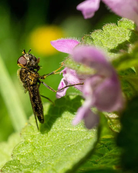 곤충의 보라색 꽃에서 화밀을 마시는 — 스톡 사진