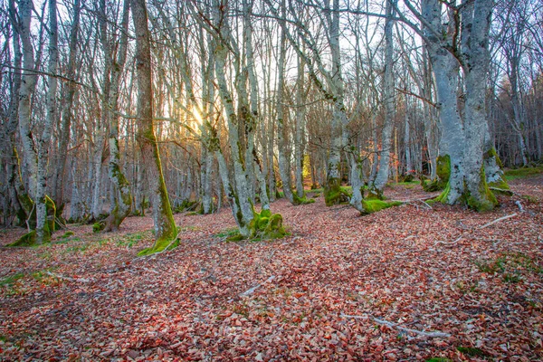 Uma Vista Árvores Com Musgo Fundo Floresta Roanne França — Fotografia de Stock