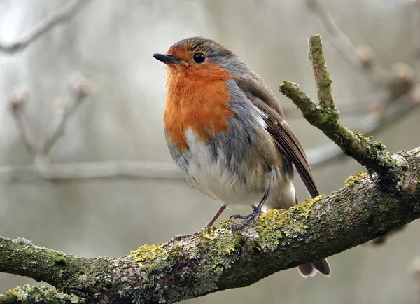 Ein Niedliches Rotkehlchen Steht Auf Einem Dicken Moosbedeckten Ast Wald — Stockfoto