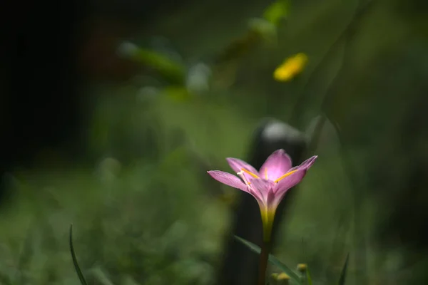 Szelektív Fókuszkép Egy Gyönyörű Zephyranthes Virágról Réten — Stock Fotó