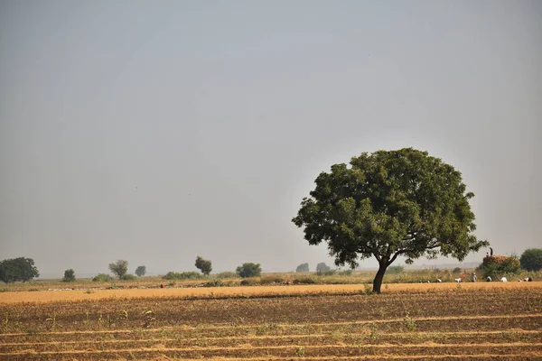 Primer Plano Árbol Solitario Creciendo Campo Bajo Cielo Nublado — Foto de Stock