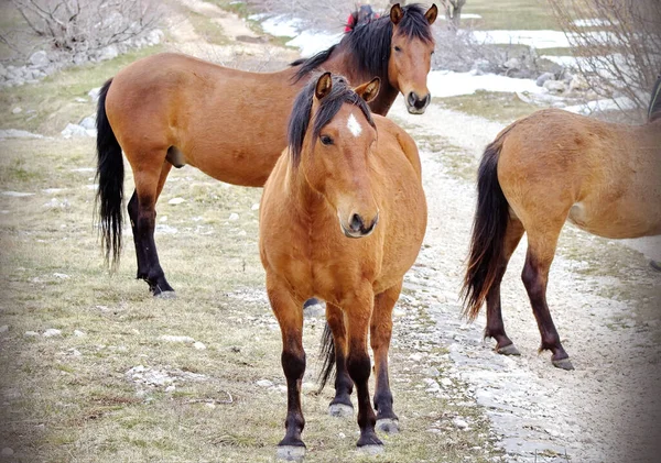 Beau Plan Chevaux Sur Une Grande Prairie — Photo