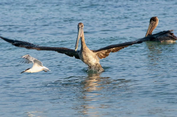 Primer Plano Pelícano Con Alas Abiertas Quitando Superficie Del Agua — Foto de Stock