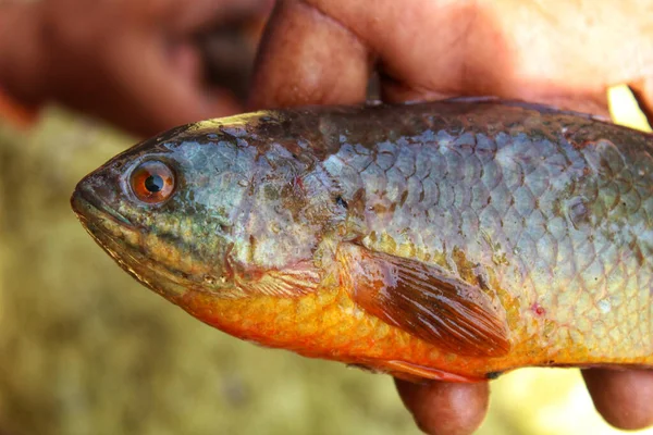 Primer Plano Una Persona Sosteniendo Peces Anabas Bajo Luz Del —  Fotos de Stock