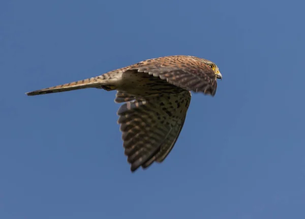 Falk Flyger Klarblå Himmel — Stockfoto