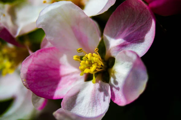 Primo Piano Fiore Rosa Bianco Albero — Foto Stock