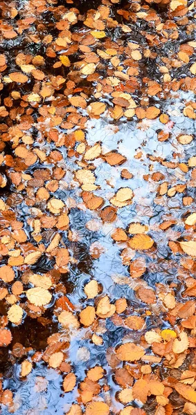 Colpo Verticale Foglie Albero Giallo Terreno Umido Autunno — Foto Stock