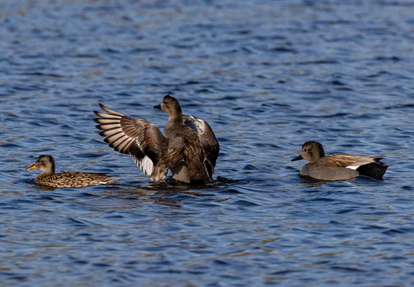 Grupo Patos Nadando Uma Lagoa — Fotografia de Stock