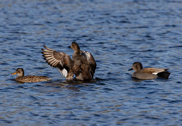 Grupo Patos Nadando Estanque — Foto de Stock