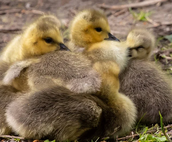 一群可爱的小鸭的特写镜头 — 图库照片