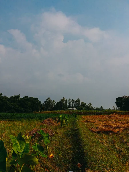 Plano Vertical Campo Agrícola Bajo Cielo Nublado —  Fotos de Stock