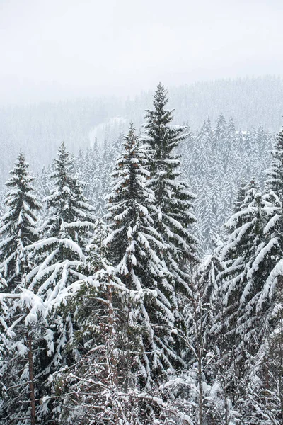 Hermoso Paisaje Invernal Con Árboles Cubiertos Nieve Bosque —  Fotos de Stock