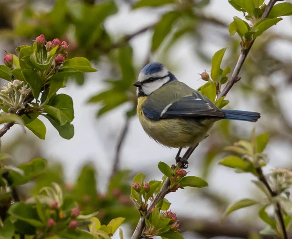 Closeup Shot Eurasian Blue Tit Perched Tree Branch — 스톡 사진