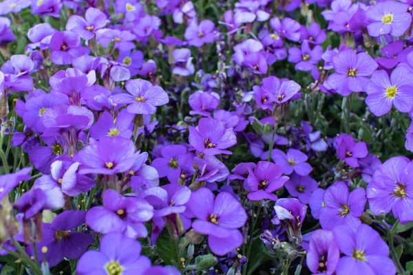 Zbliżenie Ujęcia Kwitnących Kwiatów Aubrieta Wiosną — Zdjęcie stockowe
